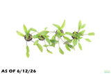 Crypt Wendtii Broadleaf_Cryptocoryne_Aquarium Plant For Sale