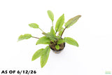 Crypt Wendtii Broadleaf_Cryptocoryne_Aquarium Plant For Sale