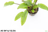 Crypt Wendtii Broadleaf_Cryptocoryne_Aquarium Plant For Sale