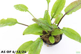 Crypt Wendtii Broadleaf_Cryptocoryne_Aquarium Plant For Sale