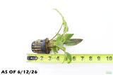 Crypt Wendtii Broadleaf_Cryptocoryne_Aquarium Plant For Sale
