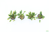 Crypt Wendtii Hybrid_Cryptocoryne_Aquarium plant for sale