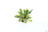 Crypt Wendtii Hybrid_Cryptocoryne_Aquarium plant for sale