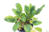 Crypt Wendtii Hybrid_Cryptocoryne_Aquarium plant for sale