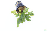 Crypt Wendtii Hybrid_Cryptocoryne_Aquarium plant for sale