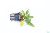 Crypt Wendtii Hybrid_Cryptocoryne_Aquarium plant for sale