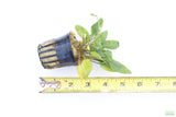 Crypt Wendtii Hybrid_Cryptocoryne_Aquarium plant for sale