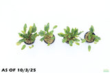 Crypt Wendtii Hybrid_Cryptocoryne_Aquarium plant for sale
