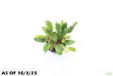 Crypt Wendtii Hybrid_Cryptocoryne_Aquarium plant for sale