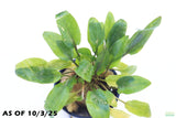 Crypt Wendtii Hybrid_Cryptocoryne_Aquarium plant for sale
