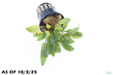 Crypt Wendtii Hybrid_Cryptocoryne_Aquarium plant for sale