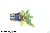 Crypt Wendtii Hybrid_Cryptocoryne_Aquarium plant for sale