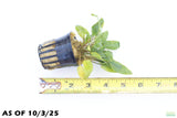 Crypt Wendtii Hybrid_Cryptocoryne_Aquarium plant for sale