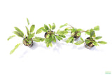 Crypt Wendtii Hybrid_Potted_Cryptocoryne_Aquarium Plant for sale
