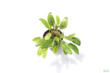 Crypt Wendtii Hybrid_Potted_Cryptocoryne_Aquarium Plant for sale