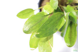 Crypt Wendtii Hybrid_Potted_Cryptocoryne_Aquarium Plant for sale