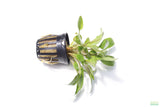Crypt Wendtii Hybrid_Potted_Cryptocoryne_Aquarium Plant for sale