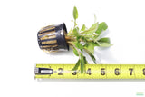 Crypt Wendtii Hybrid_Potted_Cryptocoryne_Aquarium Plant for sale