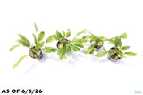 Crypt Wendtii Hybrid_Potted_Cryptocoryne_Aquarium Plant for sale