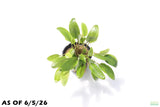 Crypt Wendtii Hybrid_Potted_Cryptocoryne_Aquarium Plant for sale