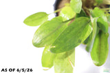 Crypt Wendtii Hybrid_Potted_Cryptocoryne_Aquarium Plant for sale