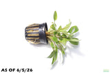 Crypt Wendtii Hybrid_Potted_Cryptocoryne_Aquarium Plant for sale