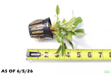 Crypt Wendtii Hybrid_Potted_Cryptocoryne_Aquarium Plant for sale