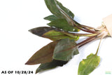 Crypt Wendtii Red_Cryptocoryne_Aquarium plant for sale