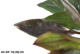 Crypt Wendtii Red_Cryptocoryne_Aquarium plant for sale