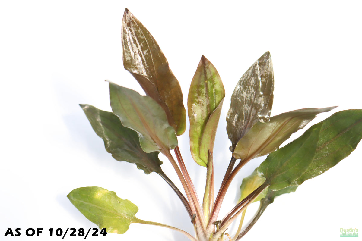 Red Crypt Wendtii – DustinsFishtanks