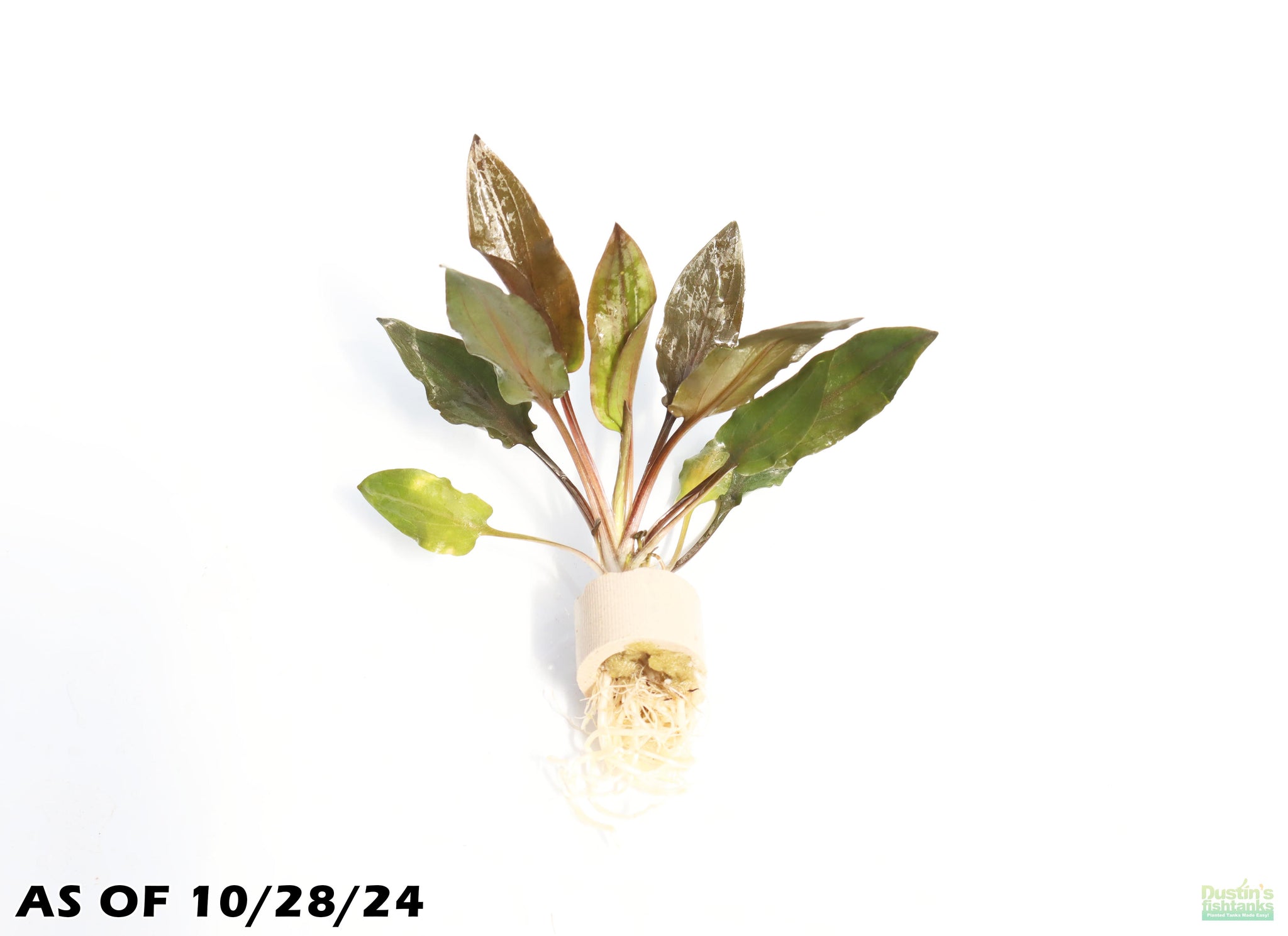 Red Crypt Wendtii – DustinsFishtanks