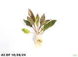 Crypt Wendtii Red_Cryptocoryne_Aquarium plant for sale