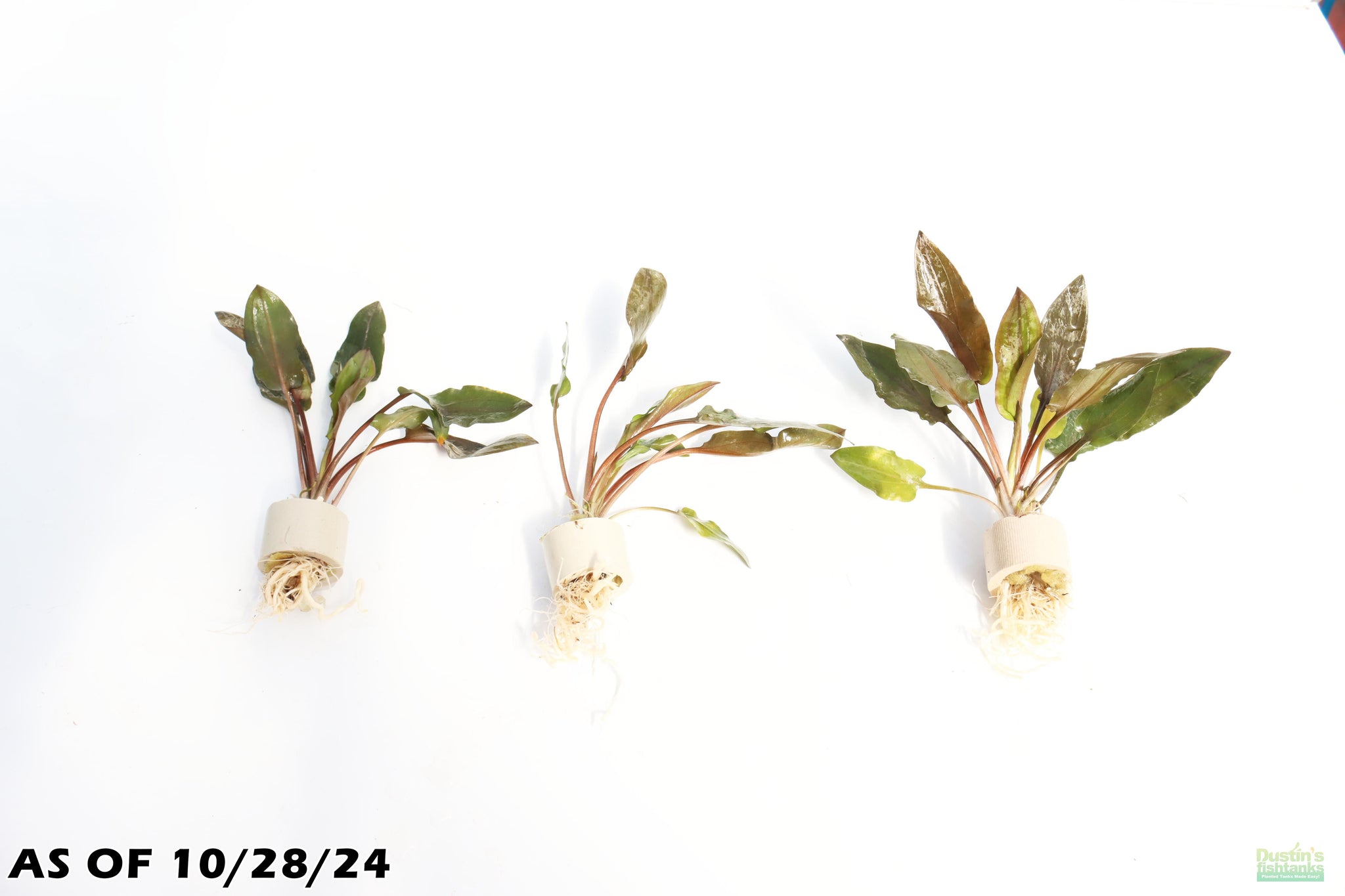 Red Crypt Wendtii – DustinsFishtanks