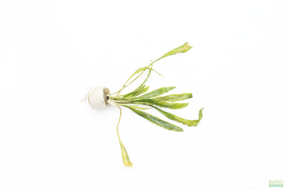 Cryptocoryne Albida