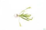 Cryptocoryne Albida
