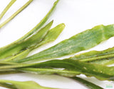 Cryptocoryne Albida