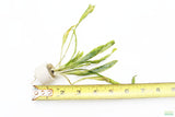 Cryptocoryne Albida