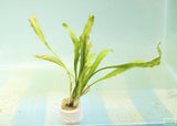 Cryptocoryne Albida
