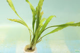 Cryptocoryne Albida