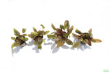 Cryptocoryne Albida_Crypt_Aquarium Plant For Sale