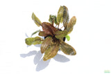 Cryptocoryne Albida_Crypt_Aquarium Plant For Sale