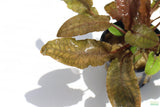Cryptocoryne Albida_Crypt_Aquarium Plant For Sale