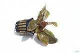 Cryptocoryne Albida_Crypt_Aquarium Plant For Sale