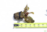 Cryptocoryne Albida_Crypt_Aquarium Plant For Sale