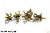 Cryptocoryne Albida_Crypt_Aquarium Plant For Sale