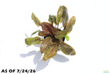 Cryptocoryne Albida_Crypt_Aquarium Plant For Sale