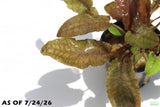 Cryptocoryne Albida_Crypt_Aquarium Plant For Sale