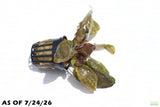 Cryptocoryne Albida_Crypt_Aquarium Plant For Sale