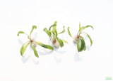 Cryptocoryne Balansae_Crypt_Crypts_Aquarium PLant_Aquarium Plants For Sale