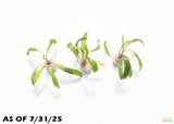 Cryptocoryne Balansae_Crypt_Crypts_Aquarium PLant_Aquarium Plants For Sale